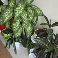 گل و گلدان