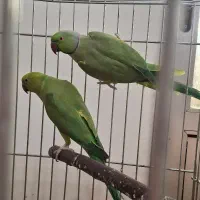 جفت مولد قطعی ملنگو