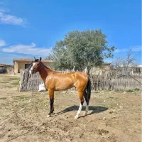 اسب آماده به کورس