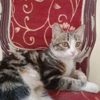 گربه نر نژادداره dsh