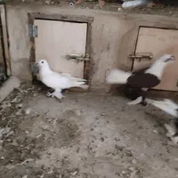 کبوتر ابلاغ و آغ لوتی|پرنده|اسکو, |دیوار