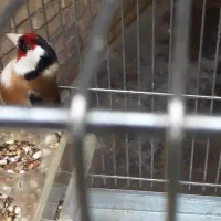 سهره همه نوع موجوده..