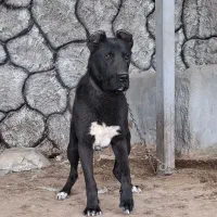 نر ۱۰ماهه سرابی