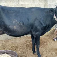 گاوگوساله|حیوانات مزرعه|کرمانشاه, |دیوار