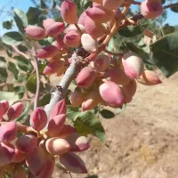 فروش  باغ پسته|فروش خانه و ویلا|شیراز, شاهچراغ|دیوار