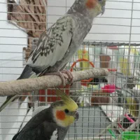 عروس هلندی سرحال آماده جفت گیری