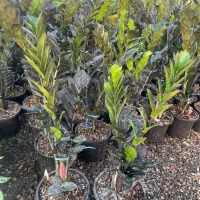 زامفولیا مشکی