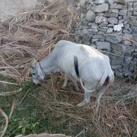 فروش گاو ماده شیری