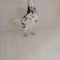 یال شهری ماده گلدار