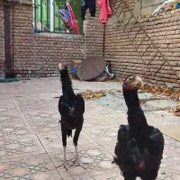 جوجه لاری|حیوانات مزرعه|اردبیل, |دیوار