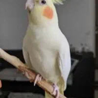 چند جفت عروس هلندی کار داده به شرط همه چیز