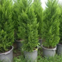 انواع گلهای باغ وباغچهویلاوبالکن|گل و گیاه طبیعی|تهران, ترمینال غرب|دیوار