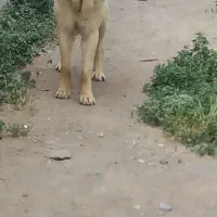 سگ پژدر
