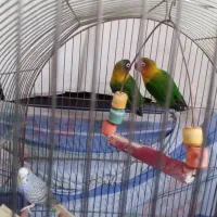 جفت نر و ماده طوطی برزیلی