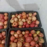 فروش انار شیرین دو مزه|خوردنی و آشامیدنی|سیدان, |دیوار