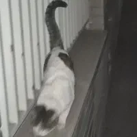 گربه پیدا شده|گربه|کرج, گلستان|دیوار