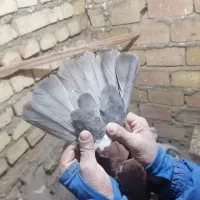 کفتر پرشی|پرنده|سبزوار, قاضی زاد|دیوار