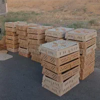 اردک بلک مرندی|حیوانات مزرعه|بیرجند, |دیوار