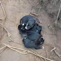 توله سگ ژرمن واگذاری|سگ|لشت نشا, |دیوار