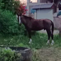 نریان