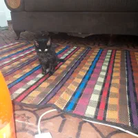 حیوان خانگی