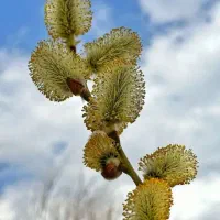 بیدمشک تازه