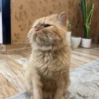 گربه پرشین|گربه|مشهد, شهرک امام هادی (شهرک غرب)|دیوار