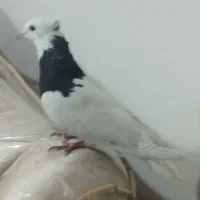 کفتر طوقی ماده|پرنده|شاهین‌شهر, فردوسی|دیوار