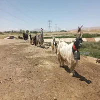 سه راس دبر اخته