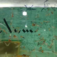 انواع ماهی آکواریوم از ۵۰۰۰تا۲۰۰۰۰|ماهی|مشهد, بهاران|دیوار