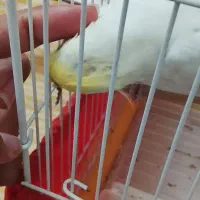 عروس هلندی نر فوری|پرنده|پیشوا, |دیوار