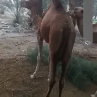 مجی ۳سال رسم|حیوانات مزرعه|بند زرک, |دیوار