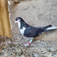 شیرازی وشهرستانی و تهرانی|پرنده|خاوران, |دیوار