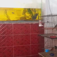 اکواریوم