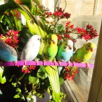 مرغ عشق دستی|پرنده|مبارکه, |دیوار