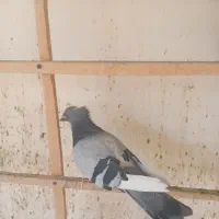 تعدادی کبوتر درجه یک|پرنده|ری, حمزهآباد|دیوار