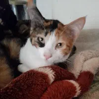 واگذاری رایگان بچه گربه