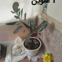 گل زینتی|گل و گیاه طبیعی|بانه, |دیوار