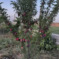 نهالستان غرب بزرگترین تولیدکننده نهال انگور ایرانی|خدمات باغبانی و درختکاری|سردشت, |دیوار