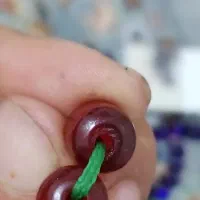 تسبیح سندلوس|زیورآلات و اکسسوری|برخوار, |دیوار