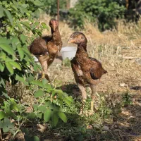 مرغ لاری