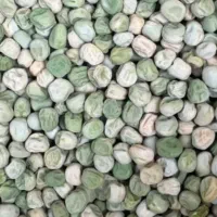 بذر نخودفرنگی