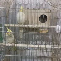 جفت عروس هلندی ملوس