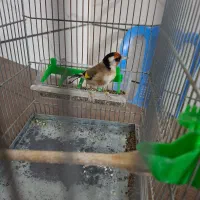 سهره جوجه قفس زیر باری|پرنده|بروجرد, |دیوار