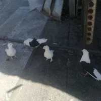 کبوتر دوکت کاکل