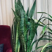 سانسوریا خیلی پرحجم و بزرگ