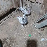 سور|پرنده|بم, |دیوار