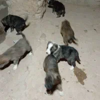 توله سگ سرابی اسل ماده ۶تابراواگزاری|سگ|بجنورد, |دیوار