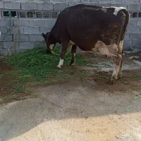 گاو شیری با گوساله سمینتال