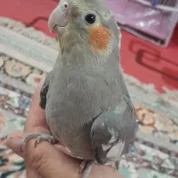 جفت عروس هلندی